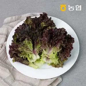 GAP인증 농협선별 적상추 500g 1kg