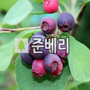 준베리나무 묘목 3치포트묘 2개묶음