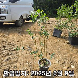 블루베리 / 듀크 / 삽목4년 / 결실주