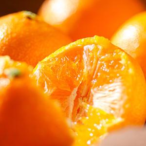 달콤함에 사르르 녹는 제주 천혜향 16브릭스의 당도 가정용 5kg 중대과 (14-26과)