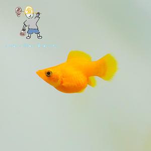 [힘찬열대어] 오렌지 풍선몰리 5마리