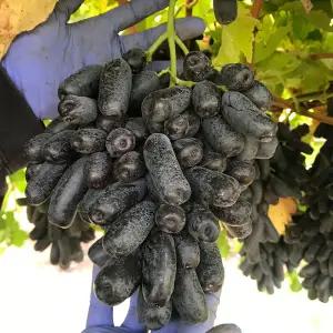 블랙사파이어 포도 씨없는 가지포도 800g 4팩