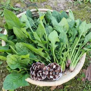 국내산 남해 보물초 해풍 시금치 1kg