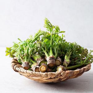 갤러리아 [더조은] 당일수확 고흥 참두릅 500g