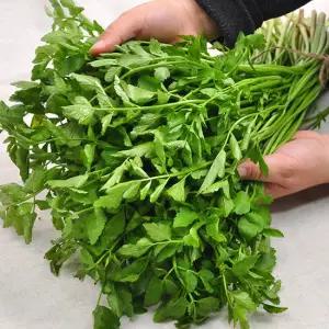 [푸르젠] 국내산 싱싱 미나리 1kg