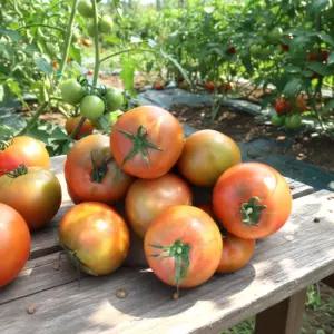 완숙 찰토마토 산지직송 빨간 실속 생과 1kg (중과)