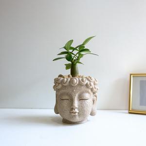 미니 바오밥나무 석화 부처화분 미니화분 개업 승진 축하선물 공기정화식물 집들이 이사 답례품