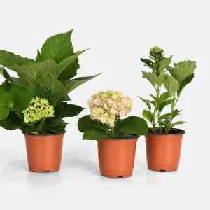 수국 소형 야생화 인테리어 공기정화 반려식물 꽃모종