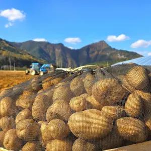 강원도 제철 햇감자 수미감자 왕왕 (성인주먹이상 크기) 5kg