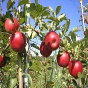 경북 햇사과 초고당도 부사 5kg, 소중대과, 정품, 15~16brix 이상의 꿀사과 !!