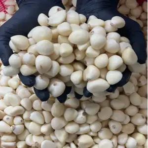 국내산 못난이 파지 깐마늘 3kg B급 마늘