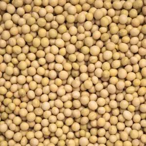 2025년 국산 백태 2kg 메주콩 두유콩 콩국수용