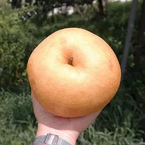 나주 신고 배 15kg 15-40과 랜덤 가정용 햇배 꿀배 나주 배 과일 배 한박스 배한상자 흠집배 못난이배