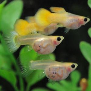 [행운수족관]고정구피, 몽키 바나나 피카츄 [수2+암3] 구피