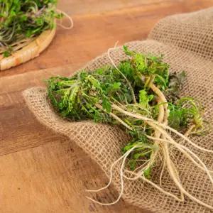 국내산 노지 냉이 4kg 백씨네 농산물