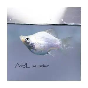 [에이투비]화이트 풍선 몰리 /3 - 4cm전후 / 1마리