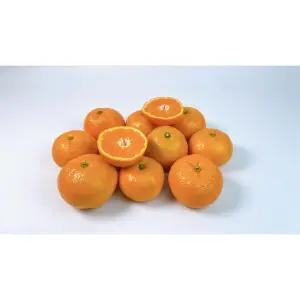 제주 노지 조생귤 고당도 감귤