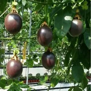 백향과묘목 패션후루츠묘목 유실수 약용수 조경수(TB)