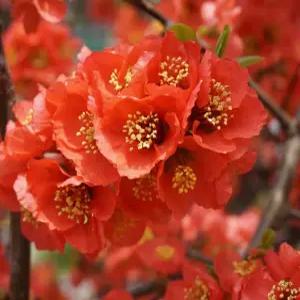 명자나무 80cm 개화주 꽃나무 유실수 조경수 묘목(TH)