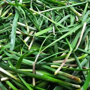 [하라네]제철 노지 햇 초벌부추 정구지 1kg