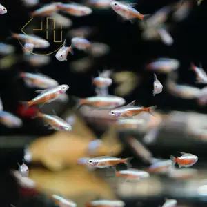 알비노 카디널 테트라