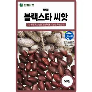 블랙스타 땅콩 씨앗 50립 인체에 좋은 성분 풍부한 기능성 흑땅콩씨 종자