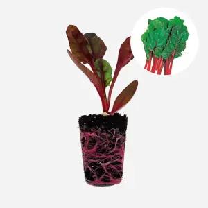 마이플랜트 적경근대 2개 야채 모종 샐러드 쌈채소 텃밭 채소 튼튼한 모종