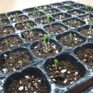 모종 모판 트레이 포트 32구