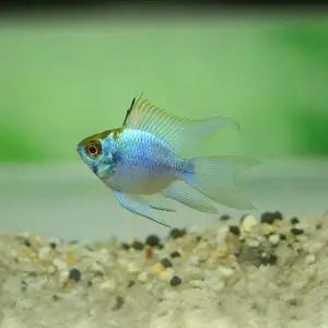 열대어 A급 일렉트릭 블루볼 라미네지 3cm내외 1마리 인기 어종