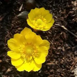 복수초 4치(10cm 포트) 10개