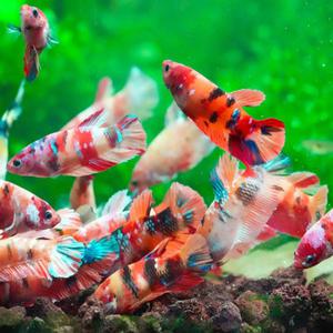 [행운수족관]열대어, 코이 하프문 베타 [암컷]