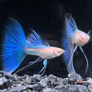 [행운수족관], 리본 수컷 [랜덤 판매, 1마리] 구피