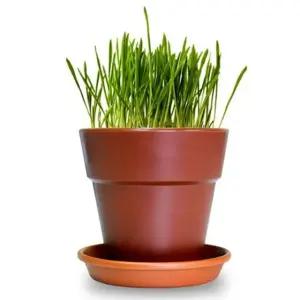 우리집 반려묘를 위한 고양이 귀리 화분 재배 세트 반려동물간식