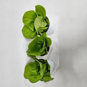 [무 배] 유럽상추 버터헤드 모종 (3개) 2026 새상품