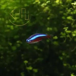 카디널 테트라 (관상어, 열대어)