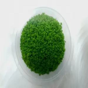 쿠바펄 양많은 무균 조직배양수초 무균컵수초 전경수초