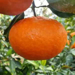 레드향 천혜향 제주 서귀포 프리미엄 고당도 한라봉 5kg 혼합과 (가정용 못난이) / 초특가 행사