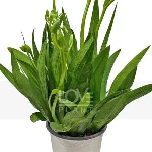 후리지아 프리지아 노랑 봄 꽃 향기 생화 모종 구근 식물 키우기 소품