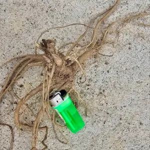 땅두릅 종근 2년생 대 50개 / 다년생 노지 재배용