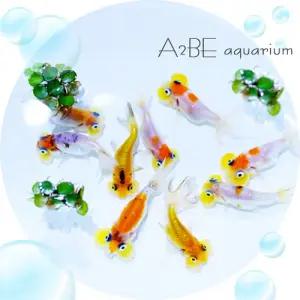[에이투비]랜덤 버블아이 수포안 금붕어 / 3~4cm전후/ 1마리