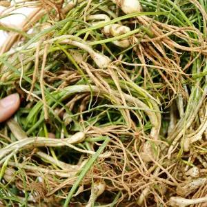 노지 흙달래 고흥 순천 자연산 달래 4kg