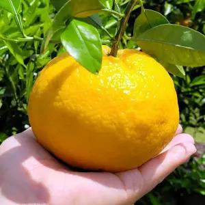 못난이 제주 하귤 5kg 랜덤 제주 자몽 귤 아마 나츠 미캉 제주도하귤 못난이자몽 제주