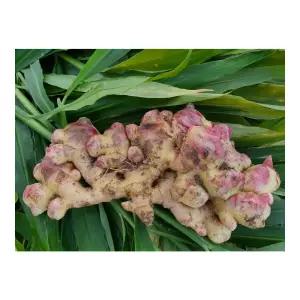 [그랑농원] 영주 햇생강 흙생강 10kg 특상품