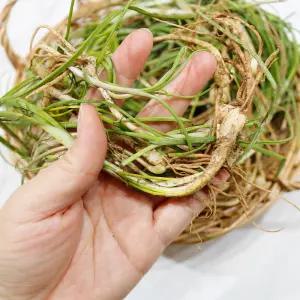 노지 흙달래 고흥 순천 자연산 달래 1kg