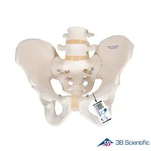 [종로의료기]3B Scientific 인체모형 골반모형 A60 남성골반골격