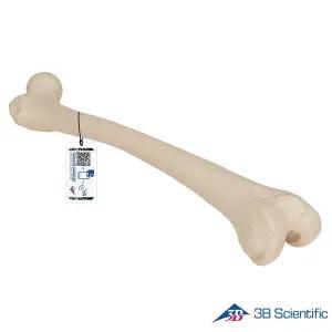 [종로의료기]3B Scientific 인체모형 다리골격모형 A35/1 대퇴골 Femur
