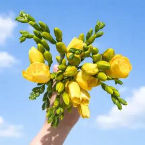 꽃 생화택배 데일리 프리지아출산 감사인사 응원 기념일 축하 생신 인테리어