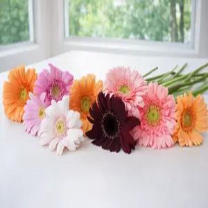 생화택배 데일리 출산 감사인사 응원 기념일 축하인테리어