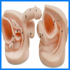 남녀 해부학 교육 모델, 내부 및 외부 생식기 해부학 모델 및 비뇨기 몰드