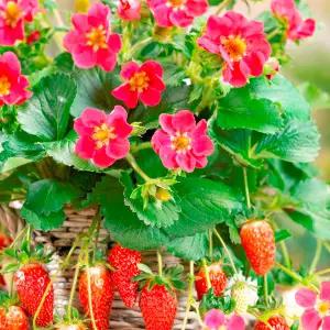 어린모종 딸기 트리스탄(사계딸기) 8cm분